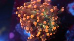 orange tip frogspawn 1 head.JPG