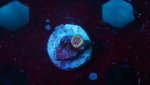 queen strat 1 polyp 3.JPG