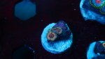 queen strat 3 polyp 2.JPG