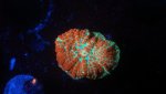 sexy corals super freak.JPG