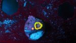 stingy marley 1 polyp.JPG
