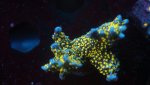 tubsl blue stellata.JPG