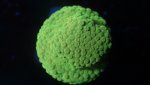 yellow cyphastrea.JPG