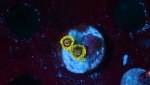 Yoda 3 polyp 2.JPG