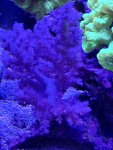 IMG_0097.jpeg