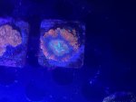 IMG_3935.jpeg