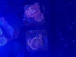 IMG_3937.jpeg