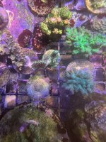 IMG_0740.jpeg