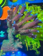 IMG_6040.jpeg