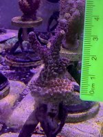 IMG_2589.jpeg