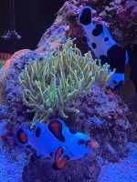 IMG_0993.jpeg