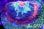 125566d1392161079-some-my-gems-large-polyp-stony-have-large-soft-polyps-corals-image.jpg