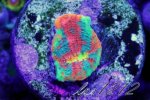 124443d1391637393-some-my-gems-large-polyp-stony-have-large-soft-polyps-corals-img_5884.jpg