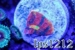 95089d1379817353-some-my-gems-large-polyp-stony-have-large-soft-polyps-corals-img_4856.jpg