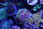 151769d1401232099-some-my-gems-large-polyp-stony-have-large-soft-polyps-corals-img_6902.jpg