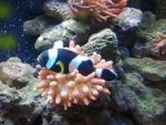 Nemo2.jpg