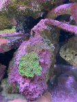 green polyp encrusting.jpg