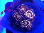 JF Frankies Acid Trip Zoas.jpg