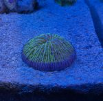 plate coral.jpg