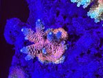 5B33058C-3234-4716-9DAC-BF1FE5067E7C.jpeg