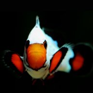 Chads_coral_collection