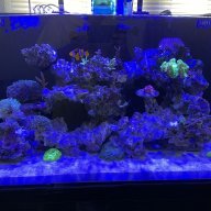 J.C REEF