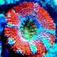 Reef Bullet