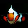 Chads_coral_collection