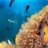 reef_doug