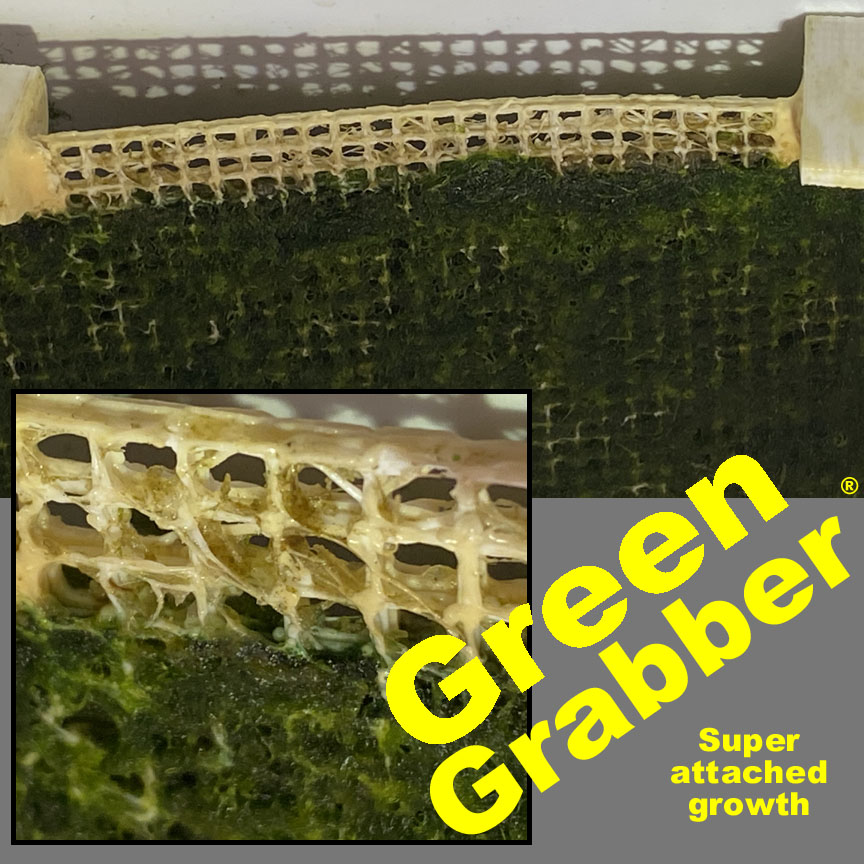 green grabber growth.jpg
