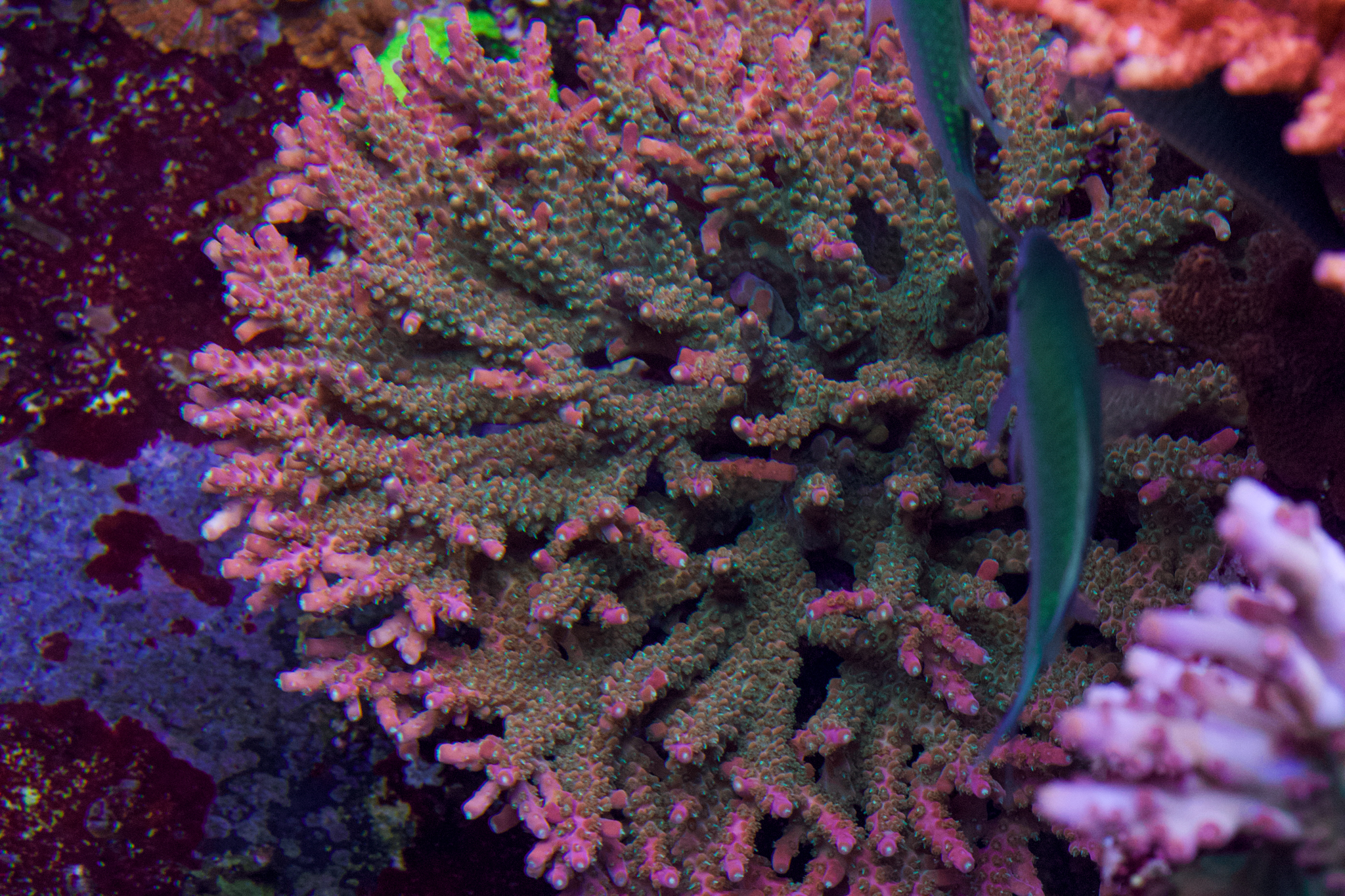 Reef 2.15.2024-2.jpg